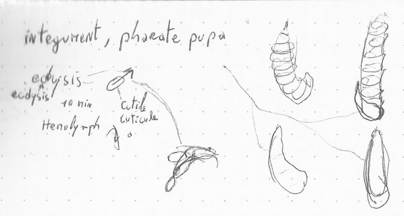  auteur autre 085_o_papillon 